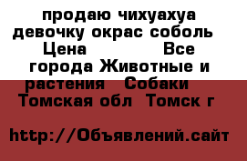 продаю чихуахуа девочку,окрас соболь › Цена ­ 25 000 - Все города Животные и растения » Собаки   . Томская обл.,Томск г.